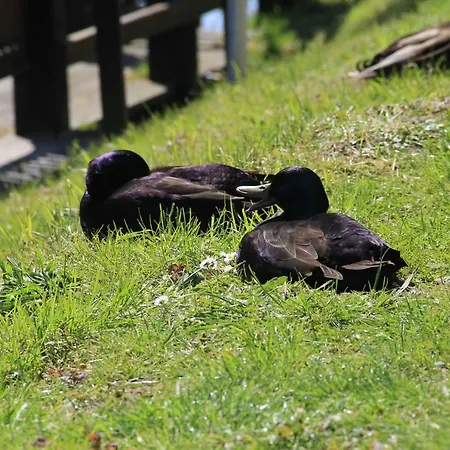 Appartement Muehlichen *